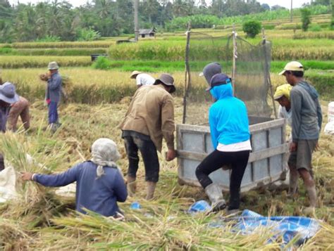 Institut kemahiran mara sungai petani ,jalan badlishah 08000,sungai petani kedah tel: Tanpa Tukang Manyi Asal Jawa Petani Gianyar Kewalahan ...