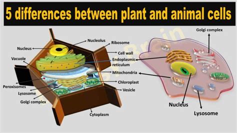 5 Differences Between Plant And Animal Cells Biology Brain