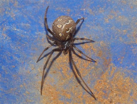 Theridiidaelatrodectus Geometricus Brown Widow Spider Dsc Flickr