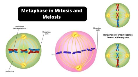 Metaphase Of Mitosis