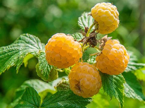 Dwarf fruit trees are small fruit producing trees. 14 Dwarf Fruit Trees to Create a Mini-Orchard on Your Patio
