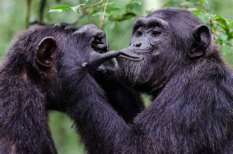 Study: Great Apes Use ‘Hello’ and ‘Goodbye’ Signals to Begin and End