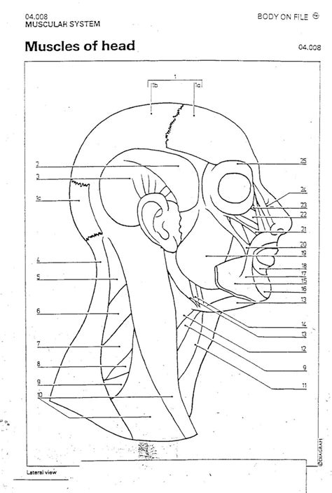 Head And Neck Muscle Diagram Muscles Of The Face And Neck Unlabeled