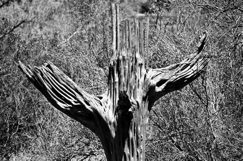 How a cactus stores water. Saguaro Skeleton | The giant saguaro cactus have "pleats ...
