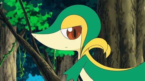 Snivy Hd Wallpapers Wallpaper Cave