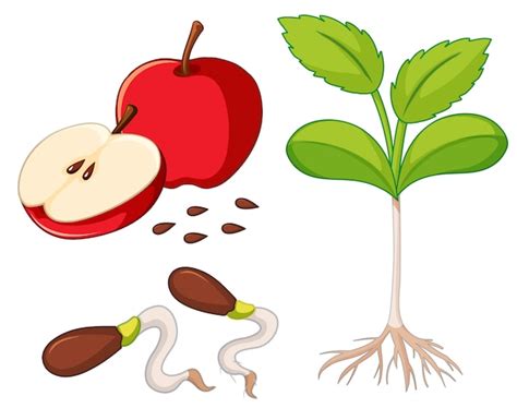Premium Vector Red Apple With Seeds And Young Tree