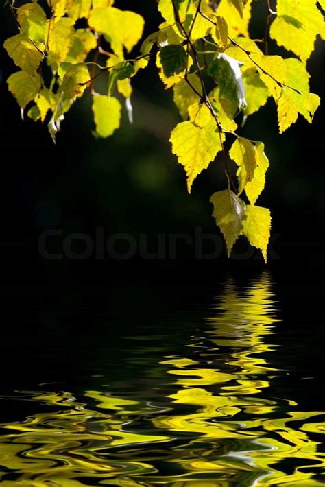 Colorful Autumn Leaves Reflecting In The Water Stock Photo Colourbox