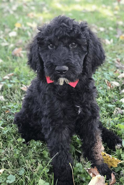 North Kingstown Ri Giant Schnoodle Puppy For Private Adoption Meet Odin