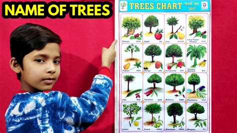 Name Of Trees Trees Name Trees Name In English Name Of Trees With