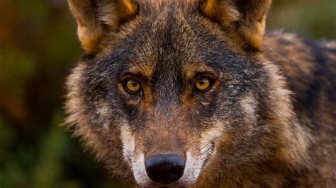 España Dota De Especial Protección Al Lobo Ibérico El Ágora Diario