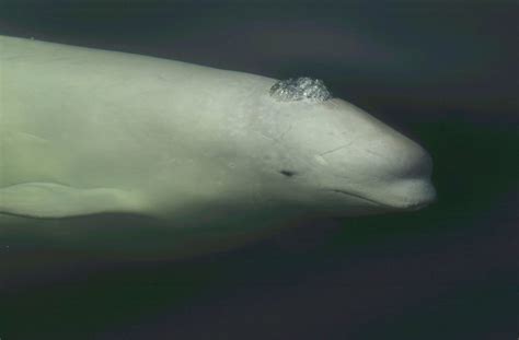 Beluga Whale Whale And Dolphin Conservation
