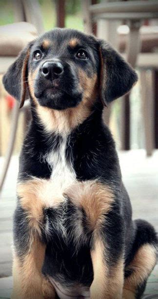German Shepherd Labrador Mix The Sheprador Dog And Cat Pet