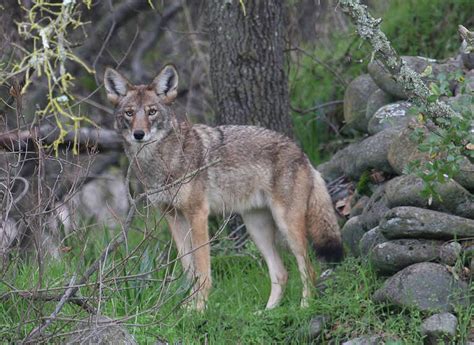 New License Allows Hunting of Feral Swine, Coyotes at Night | Outdoor