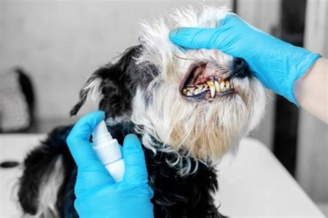 A great way to keep your dog's teeth healthy and avoid dental disease is to establish a daily oral care regime care. How to Clean Tartar off Dog's Teeth at Home | Dog Tartar 101