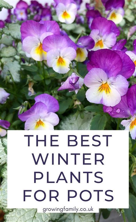 Best Winter Plants For Pots 25 Stunning Low Maintenance Plants