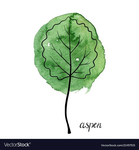 Leaf Of Aspen Tree Royalty Free Vector Image Vectorstock