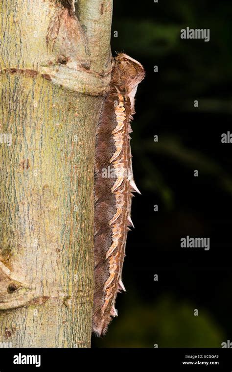 A Mature Caterpillar Of The Blue Morpho Butterfly Stock Photo Alamy