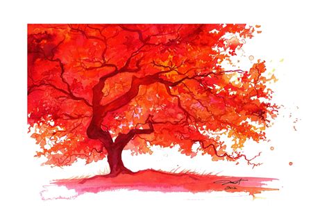 The Lone Japanese Maple By Jessica Durrant Japanese Maple