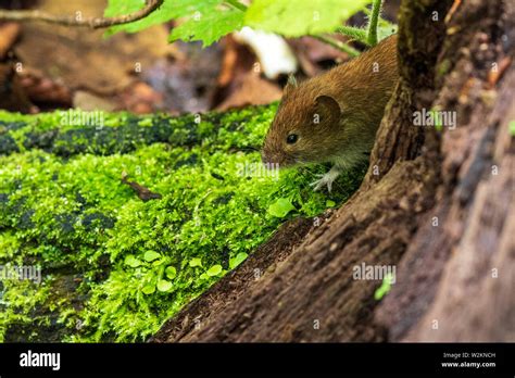 Small Brown Mouse In The Dense Forest Of The Plitvice Lakes National