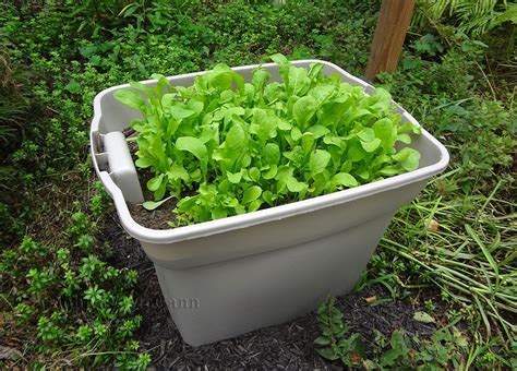 List Of Lettuce Container Garden References Atelieartemae