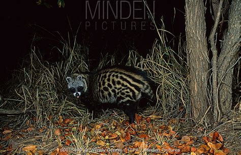African Civet Stock Photo Minden Pictures