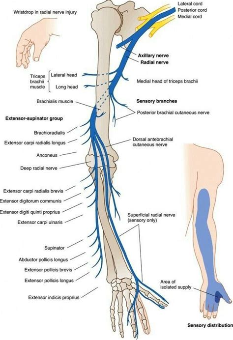 Radial Never Injury Radial Nerve Nerve Anatomy Medical Anatomy