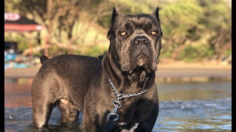 Character And Personality Of Cane Corso Cane Corso Dog