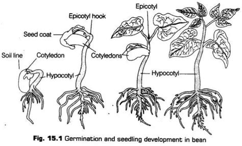 Plant Growth And Development Cbse Notes For Class 11 Biology Cbse