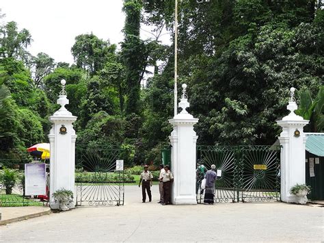 Ultimate Guide To Peradeniya Botanical Gardens Magnificent Sri Lanka