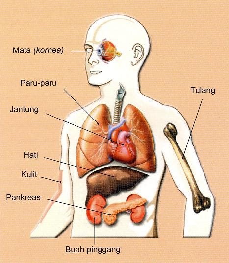 Demikian arti dari peribahasa makan hati berulam jantung. A.K.U: Dermalah Organ...... Demi Sebuah Kehidupan