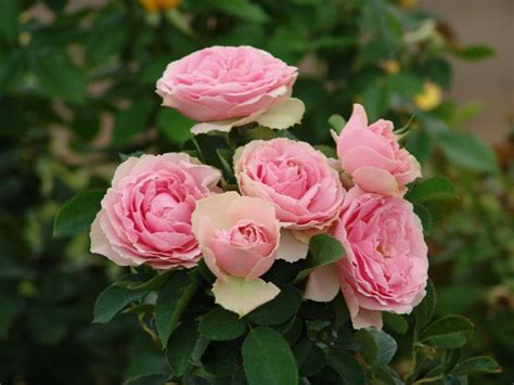 Rose Bushes Delivered Garden Plant