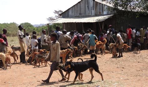 Oipa Kenya Launches Ambitious Spayneuter Assistance And Rabies