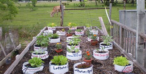 Container Gardening Vegetables That Grow In Containers