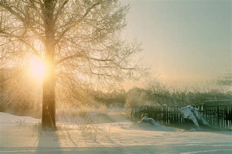 Winter Sunset Landscape With The Frosty Winter Trees And Sunlight Beams