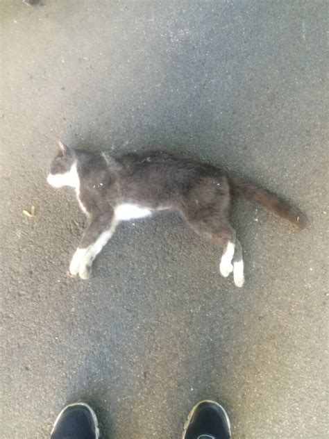 Rip Ivan Colony Cat From Avondale Cats In My Yard