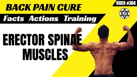 Erector Spinae Functions Back Pain Cure Youtube