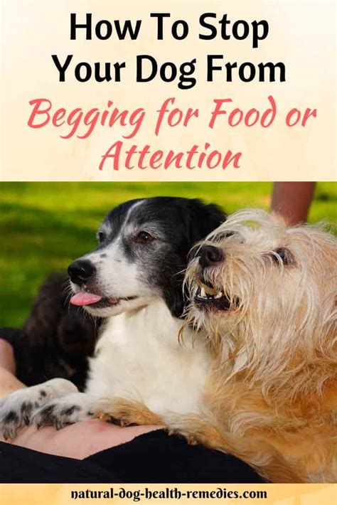 How To Stop Dog Begging For Food Or Attention