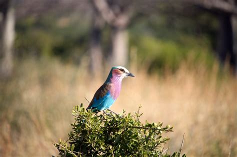 The Lilac Breasted Roller 5 Interesting Facts About Kenyas National