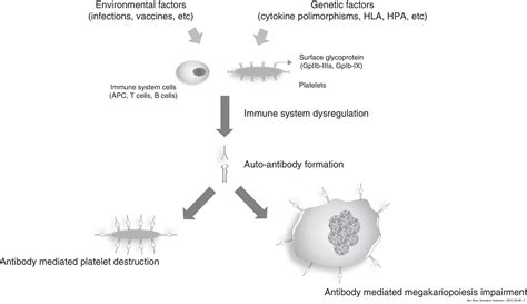 Human Platelet Antigens And Primary Immune Thrombocytopenia