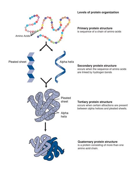 Dna and proteins from dna to proteins review (from bj): Protein - Definition (v1) | Qeios