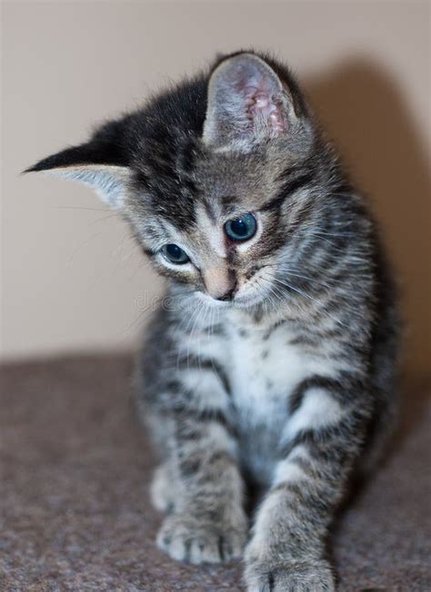 Closeup Of Young Short Haired Grey Tabby Kitten Stock Photo Image Of