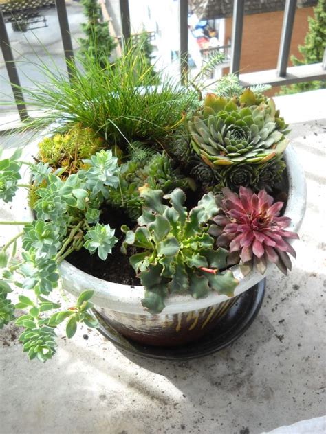 This one grows slightly larger than dainty doll, but is still. Sedum container | Garden solutions, Small evergreen shrubs ...