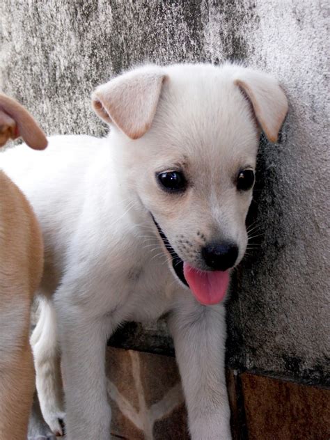 Gambar Putih Anak Anjing Hewan Binatang Menyusui Bertulang