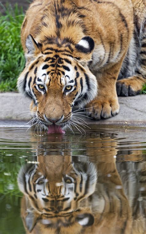 Tiger Drinking Water A Photo On Flickriver