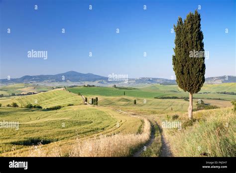 Tuscan Landscape With Cypress Trees Near Pienza Val Dorcia Orcia