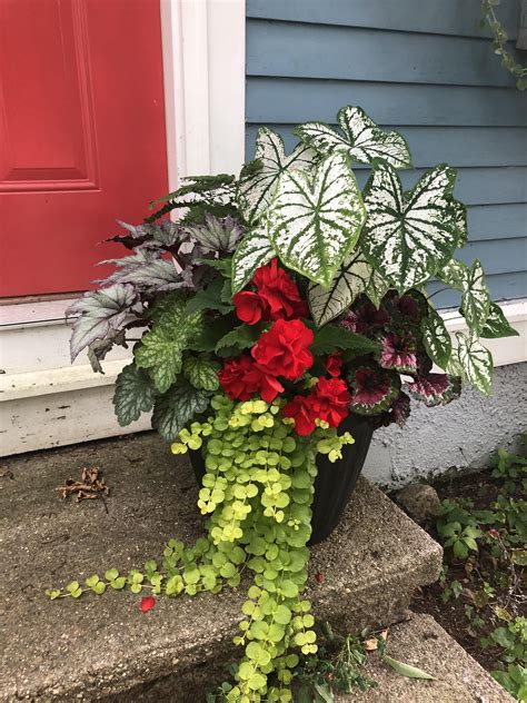 Container plants have to look good all year round as they often take centre stage in our gardens, whether they're used to decorate outdoor living spaces, as focal points 2. Colorful Container for Full Shade #gardening #garden #DIY ...