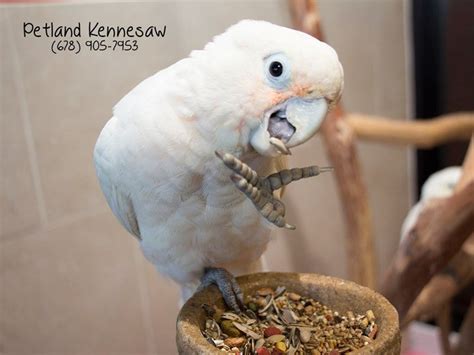 Chubby goffin's cockatoo pattern dtg socks, funny cockatoo clothes, cute goffins cockatoo owner gift idea, parrot heart pattern clothing. Goffin Cockatoo - Petland Kennesaw