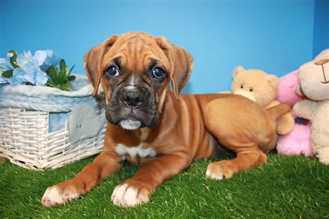 This breed is long, sturdy and muscular, with short and stubby legs. Boxer Puppies For Sale - Long Island Puppies