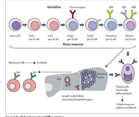 Figure 2 From Common Variable Immunodeficiency A New Look At An Old