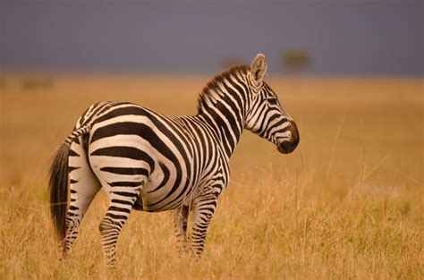 While they were once spread throughout the continent, the large equines are now only found in the eastern and southern the plains zebra, or common zebra as it is also known, is the most widespread of the species in terms of both numbers and geography. Jungle Maps: Map Of Africa Where Zebras Live